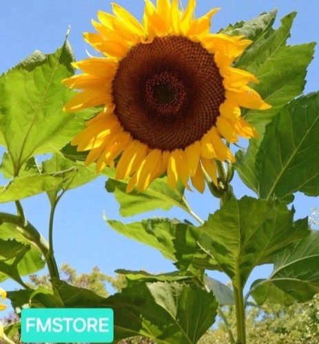 Girasole gigante sunflower - girasole,
