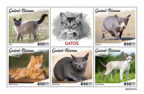 Gatti