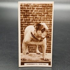 Cani e cuccioli anni '30 foto