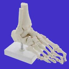 Caviglia a mano modello