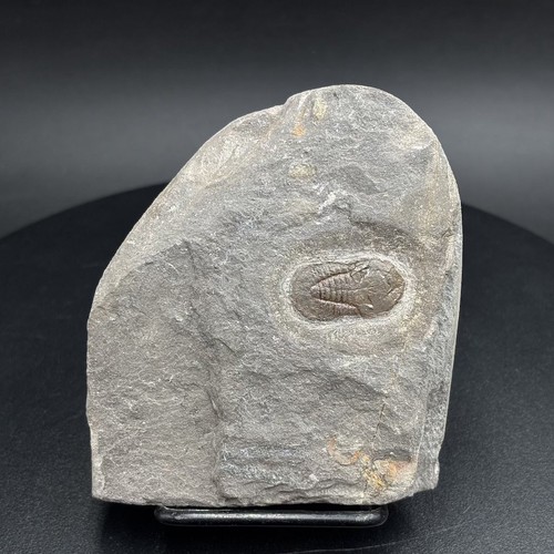 Collector grade ordovician - collector-grade,