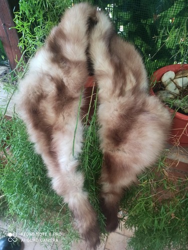 сollo volpe stola marrone - Сollo,