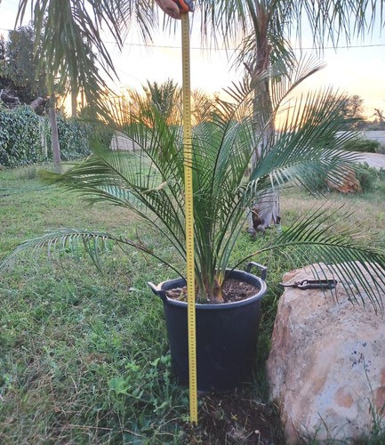Macrozamia communis - macrozamia,