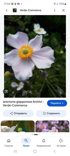 Piante perenne anemone - piante,