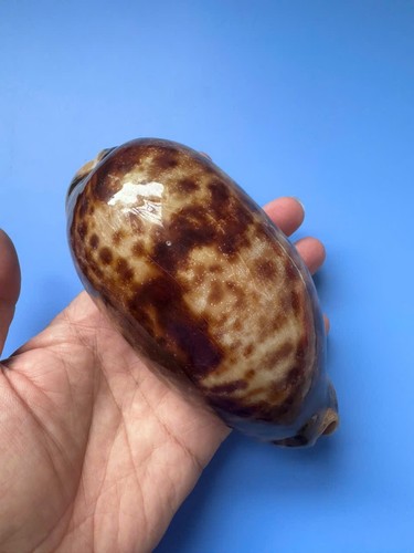134 cypraea - 134,2, mm