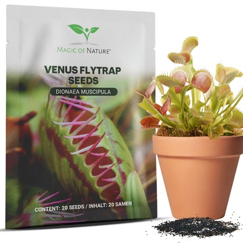Trappola per mosche venere - trappola,