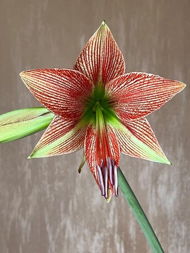 Hippeastrum lpn4 lapacense - hippeastrum, x
