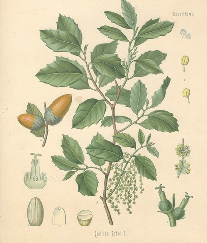 Stampa antica quercia - quercia, da