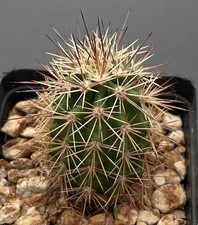Echinocereus x roetteri cactus, Kakteen, Seedling