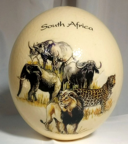 South africa ostrich - ostrich, egg
