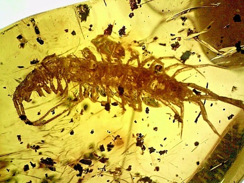 Mexican chiapas fossil amber - fossil,