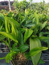 Aspidistra elatior zebra - elatior,