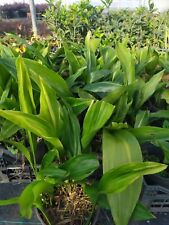 pianta di Aspidistra elatior Zebra variegata indistruttibile da appartamento