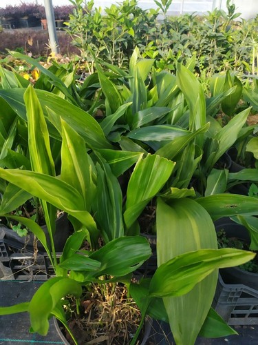 Aspidistra elatior zebra - aspidistra,