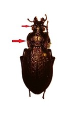 Carabidae CARABINAE Carabus