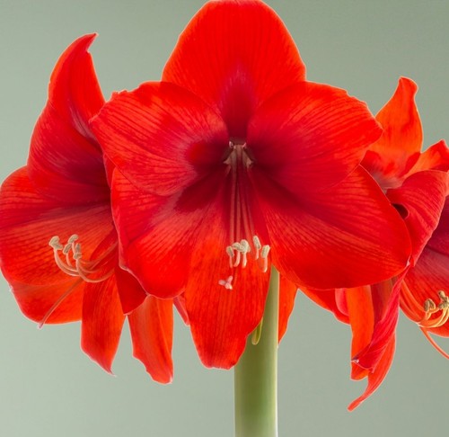 Hippeastrum red lion - hippeastrum,