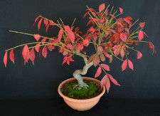 BONSAI DI EUONYMUS EUROPAEUS BERETTA DEL PRETE