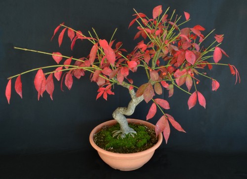 Bonsai euonymus europaeus - euonymus,
