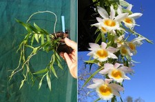 Dendrobium loddigesii var