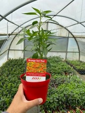 NON DISPONIBILE PIANTA