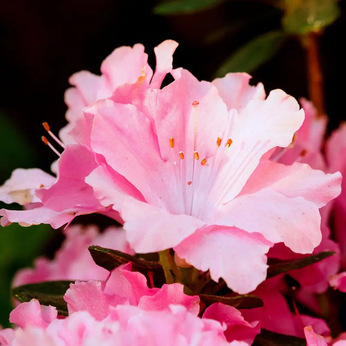 Azalea watchet - qt.,