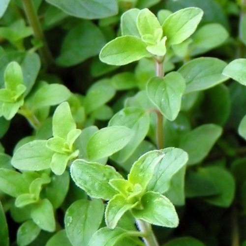 Pianta origano - pianta,