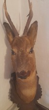 Trofeo di Capriolo Imbalsamato