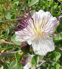 CAPPERI, CAPPARIS SPINOSA, 15