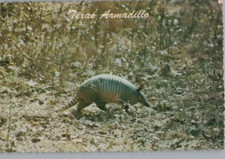 Cartolina Continentale Del