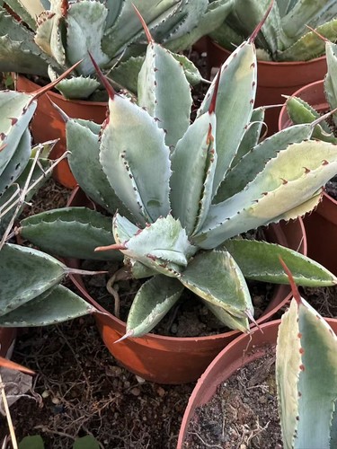 Agave potatorum cubiche - cv., 'cubiche'