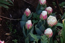 10 Tulipani Riempiti Fiori di