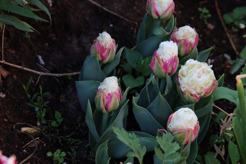 Tulipani riempiti fiori - fiori, di