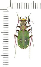 Cicindelidae, Cicindela
