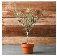 Ulivo olivo olea europea - ulivo, europea"
