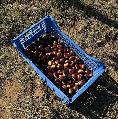 Castagne fresche biologiche - , 5