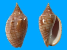 Volutidae, Voluta, Harpulina arausiaca, Cuddalore, India, 73,2 mm, SELECTED