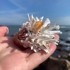 1 X Natural Clam Conch Shell