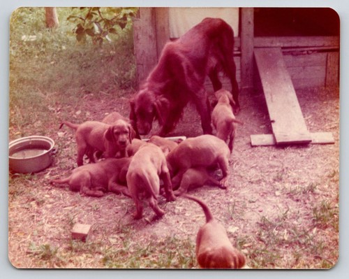 Cani cuccioli setter irlandese - setter,