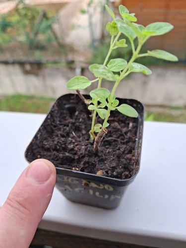 Pianta origano siciliano - pianta,