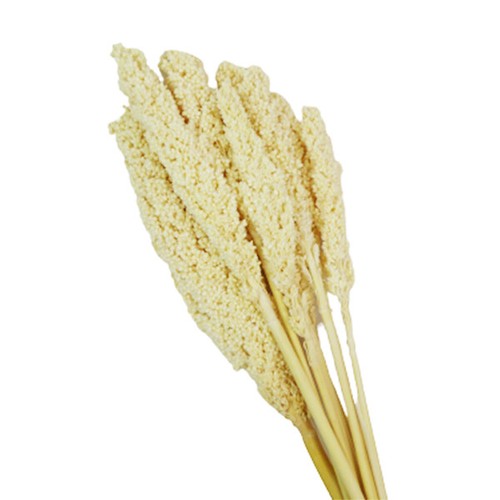 Sorgo bianco naturale - sorgo,