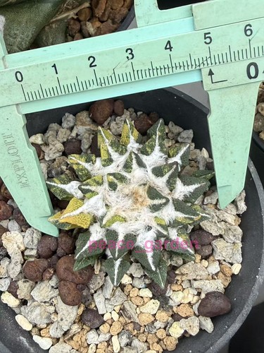 Ariocarpus kotschoubeyanus