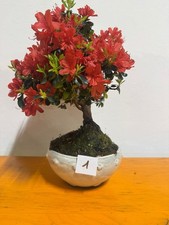 Bonsai Di Azalea Fiore Rosso