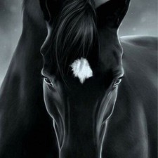 CAVALLO NERO VAREN SFONDO -