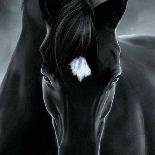 Cavallo nero varen - cavallo,