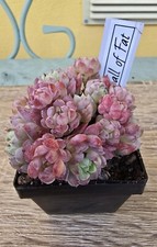 Echeveria ball fat - echeveria, of