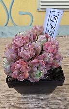 Echeveria Ball of Fat cluster