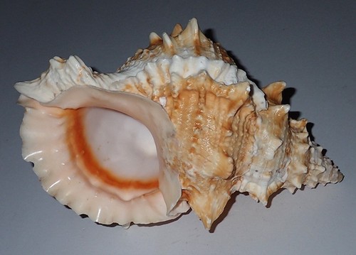 210 huge bursa - bursa, lissostoma