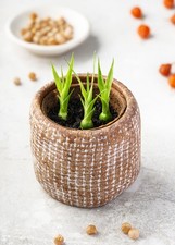 10 semi biologici, albero del