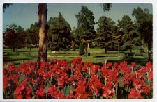 Vintage 1950s Postcard