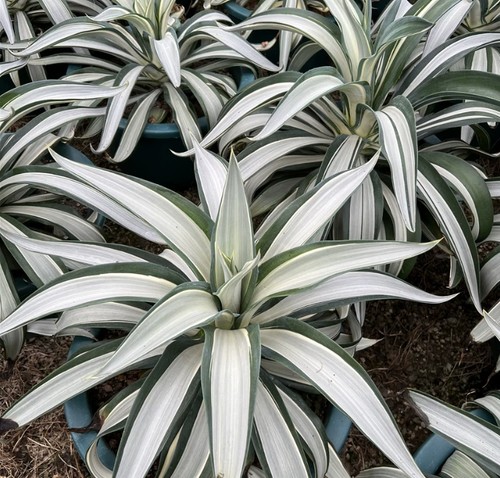 Agave desmetiana bianco - desmetiana,
